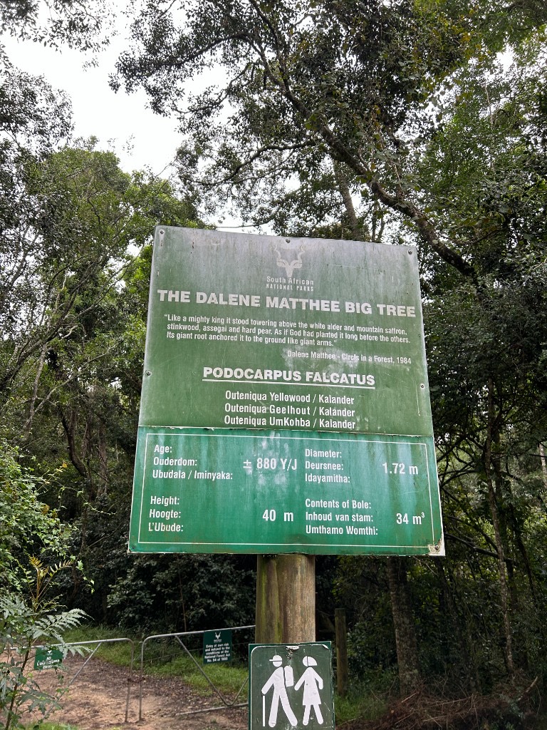 A green SANParks sign for the Dalene Matthee Big Tree, an 880-year-old Outeniqua yellowwood, in front of dense Knysna forest.