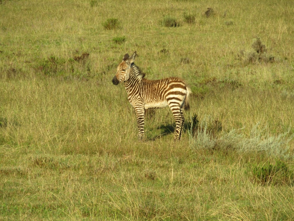 A young zebra foal with brown-and-white stripes standing in dry grassland at golden hour.