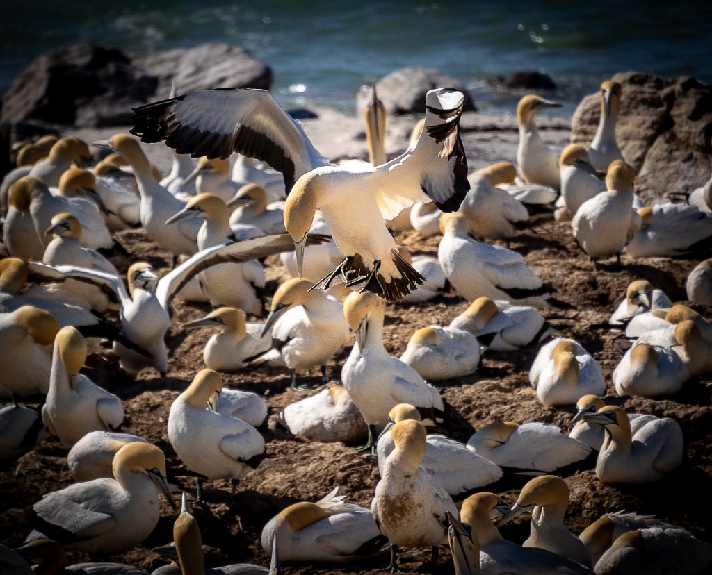 A Cape gannet landing with wings spread among a dense colony of gannets on a rocky shoreline.
