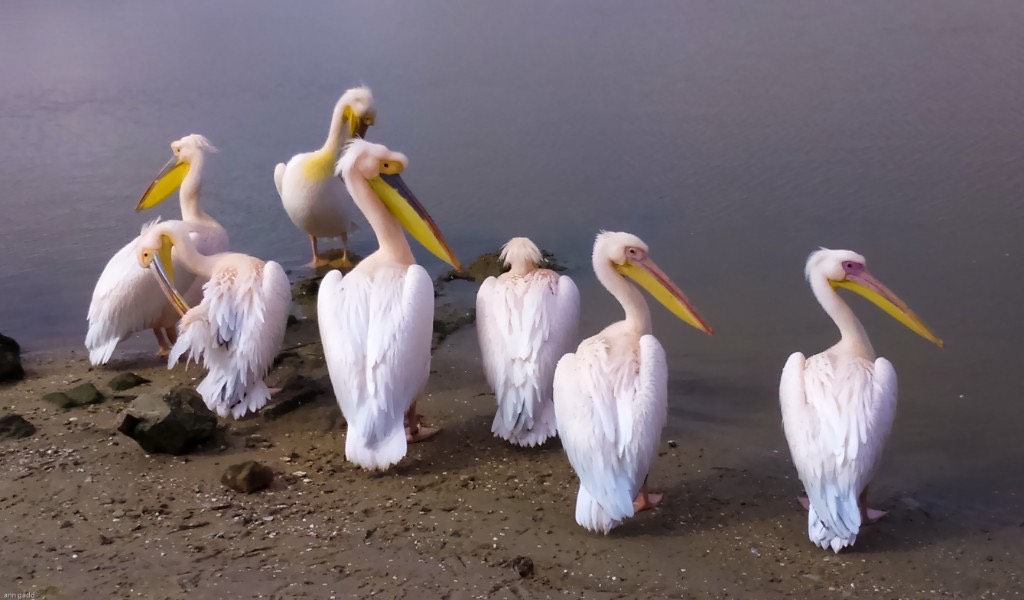 Seven great white pelicans standing on a pebbly shoreline beside calm water.