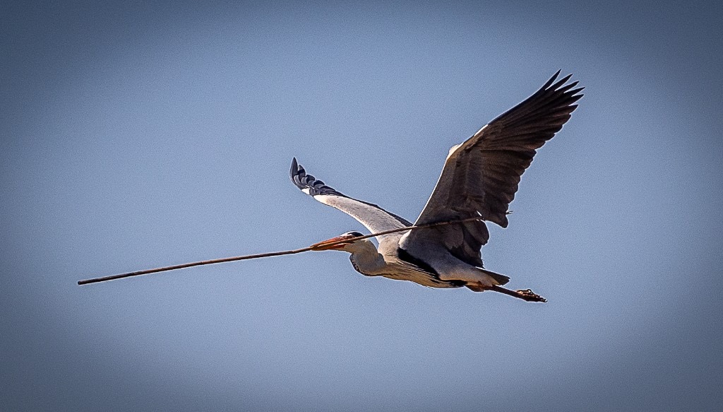 A grey heron in flight against a pale blue sky, carrying a long stick in its beak.