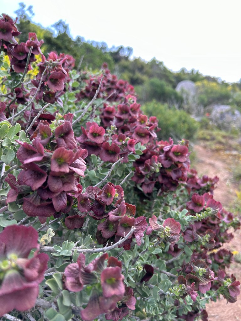 Close-up of rusty maroon sage flowers on a grey-green shrub beside a sandy coastal path.
