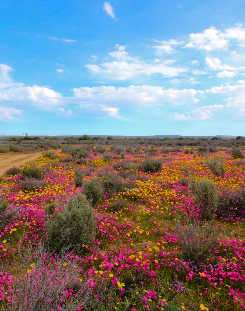 A carpet of pink vygies and orange Namaqualand daisies beside a dirt track, with a windpump on the horizon.