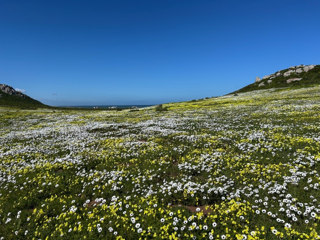 A hillside of white rain daisies mixed with yellow wildflowers, sloping toward the Atlantic under a clear blue sky.