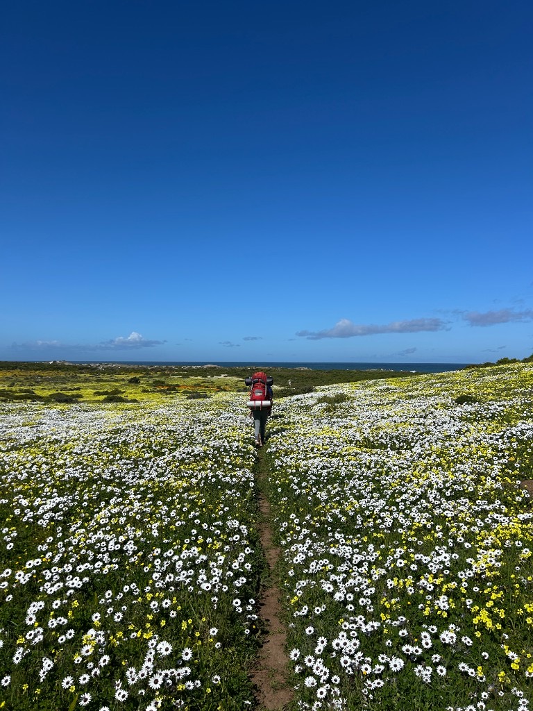 A hiker with a red backpack walking away on a dirt path through white and yellow wildflowers toward the ocean.