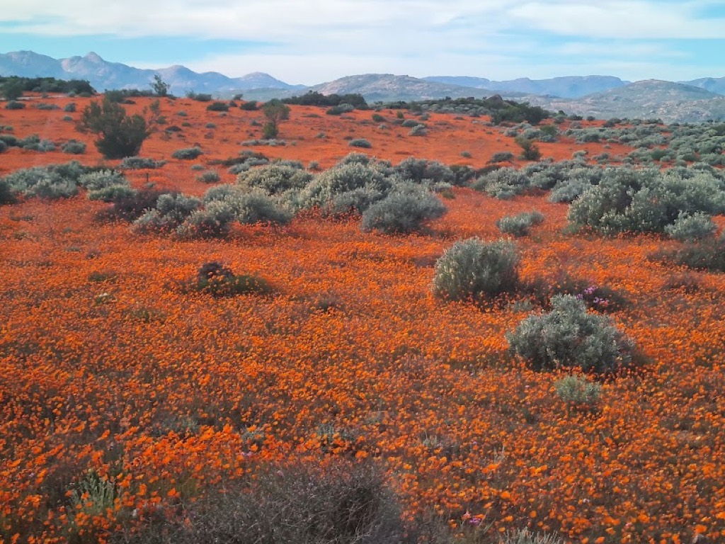 A rolling field of orange Namaqualand daisies and grey-green shrubs stretching toward hazy mountains.