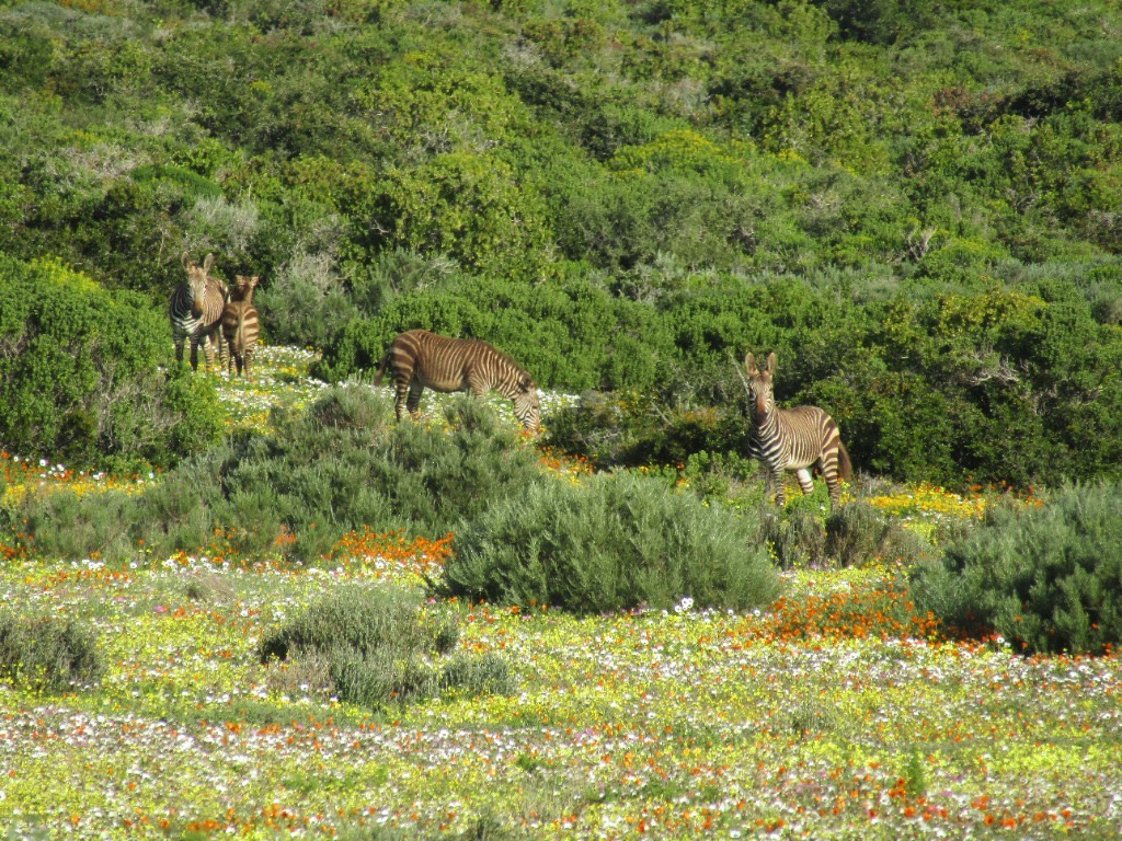 Four zebras grazing in a field of white, yellow and orange wildflowers below a green hillside.