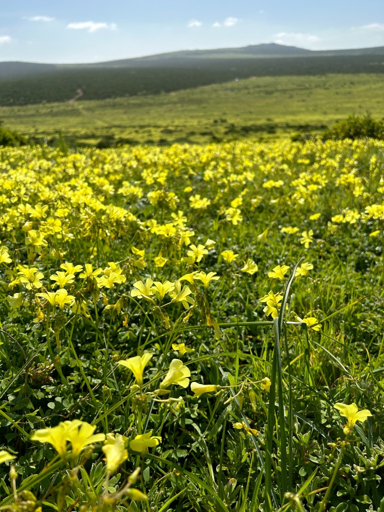 A meadow of yellow wood-sorrel under a blue sky.