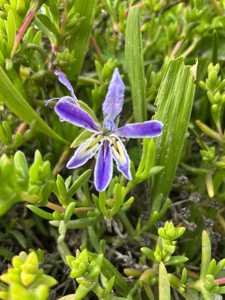 A purple six-petalled flower in grassy succulent leaves.