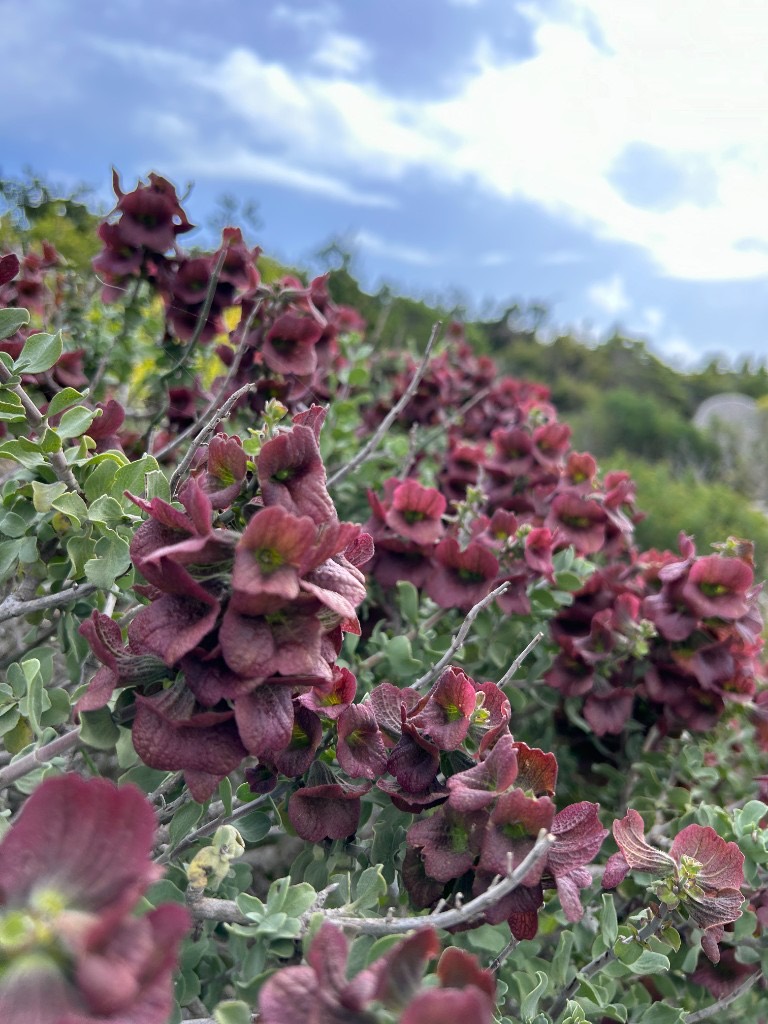 Rusty maroon sage flowers on woody stems.