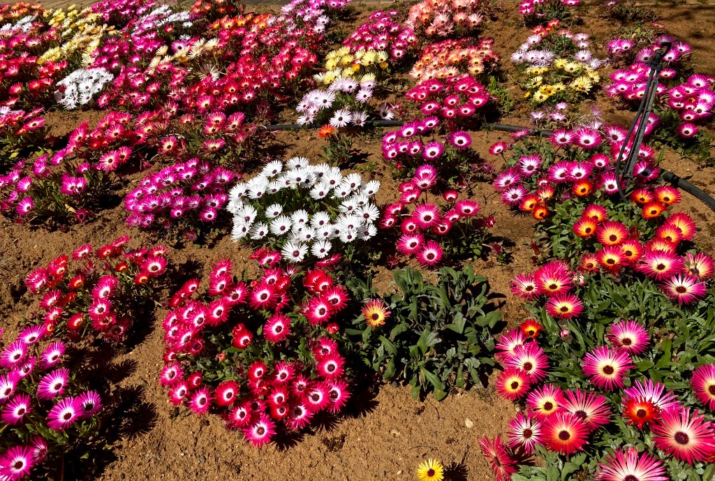 A mixed bed of pink, white, and orange Livingstone daisies.