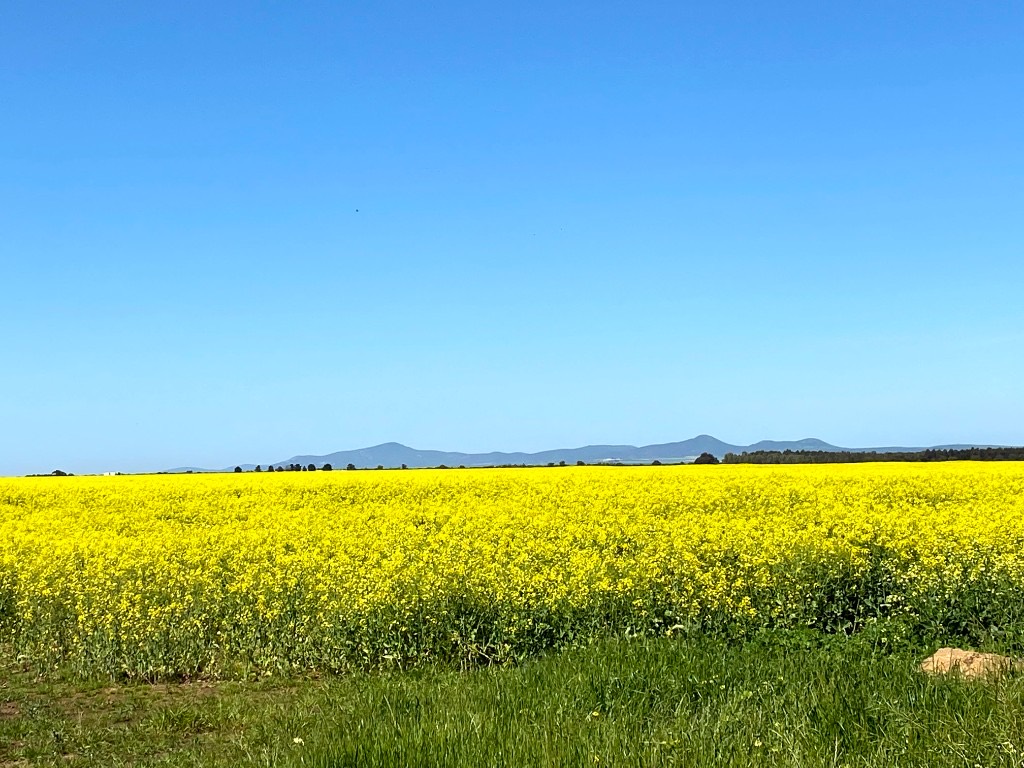 A wide yellow canola field against blue hills.