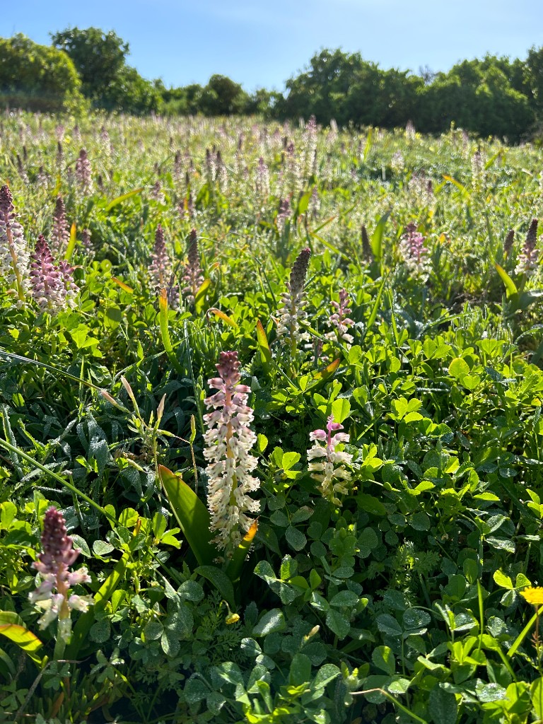 Tall maroon-and-white flower spikes in dewy grass.