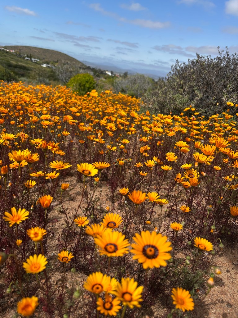 Orange daisy-like flowers on dry sand with hills behind.