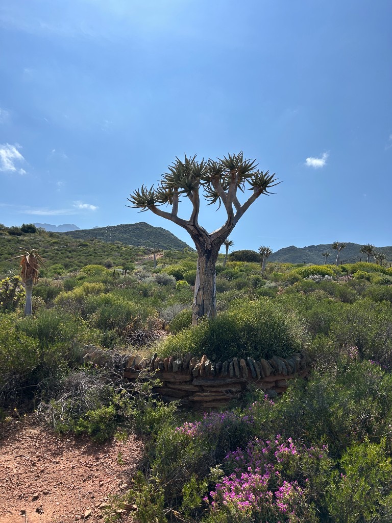 A quiver tree in a stone circle with purple flowers at its feet.