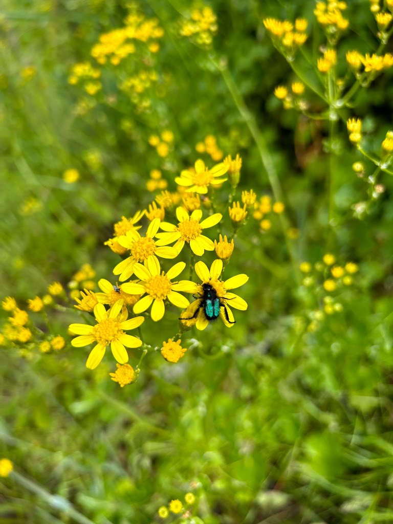 Yellow ragwort daisies with a metallic beetle on the petals.