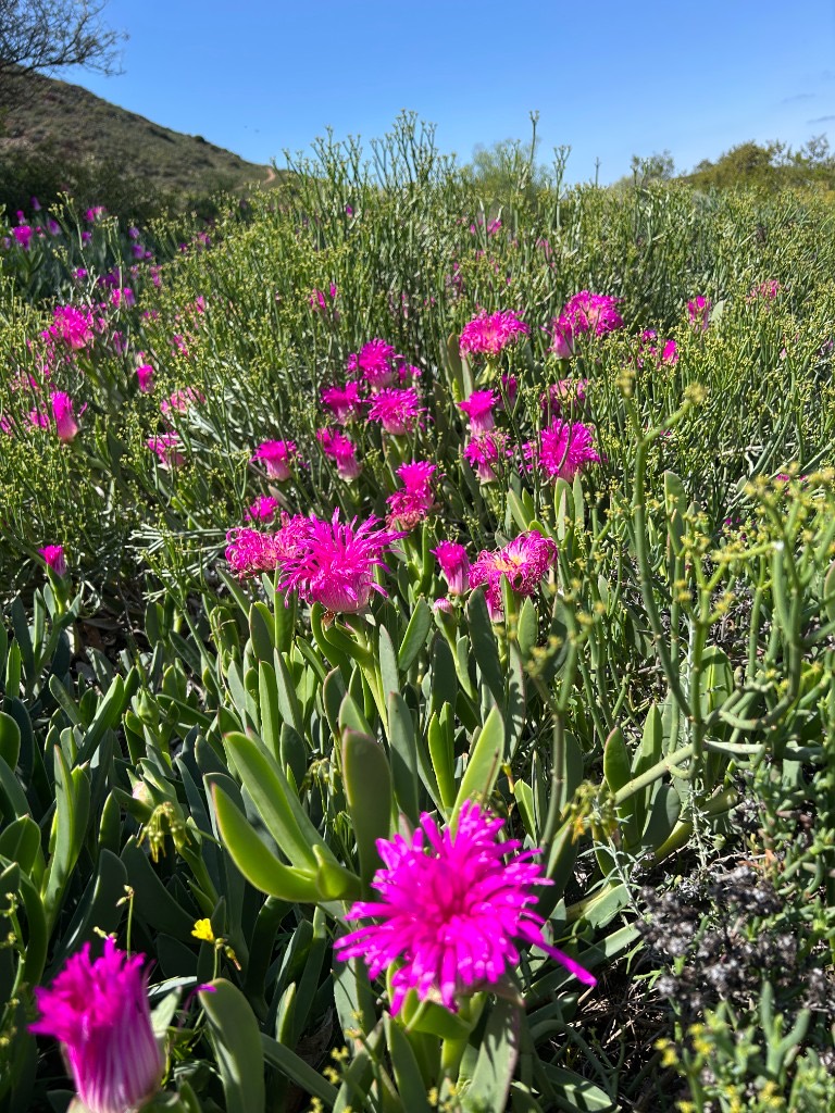Magenta ice-plant flowers on fleshy green leaves.