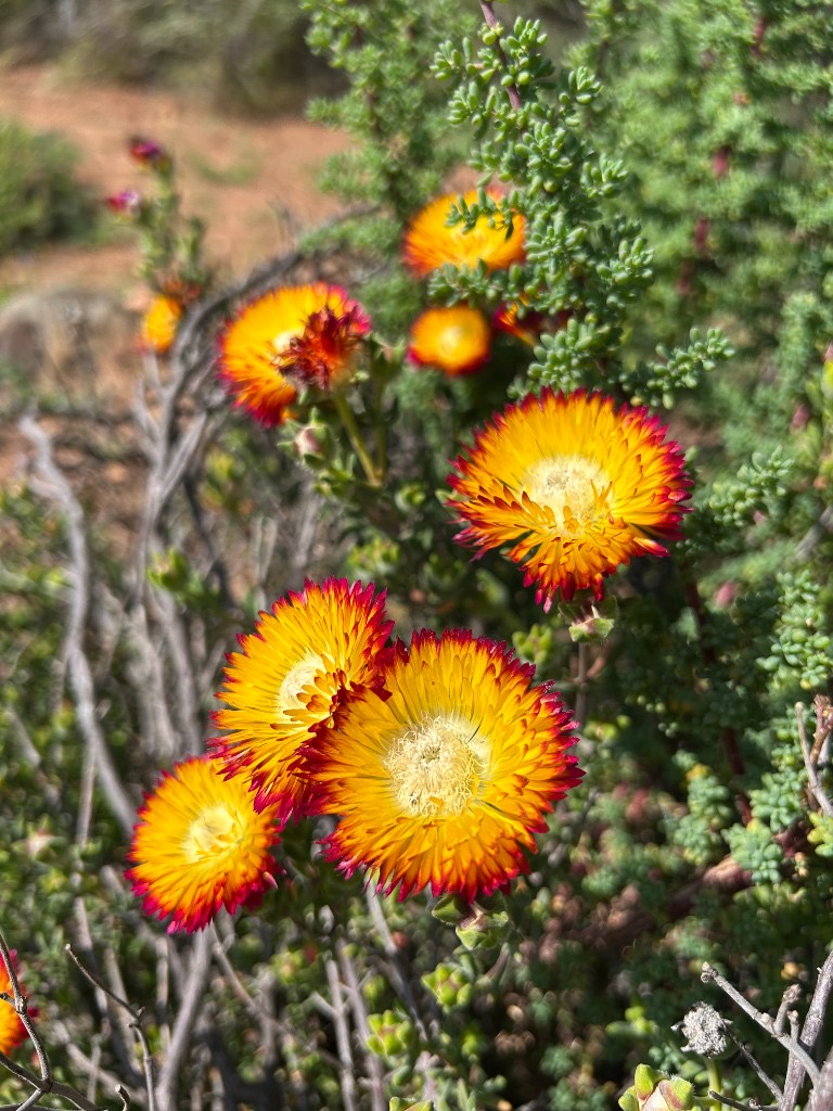 Succulent flowers shading from yellow through orange to magenta tips.