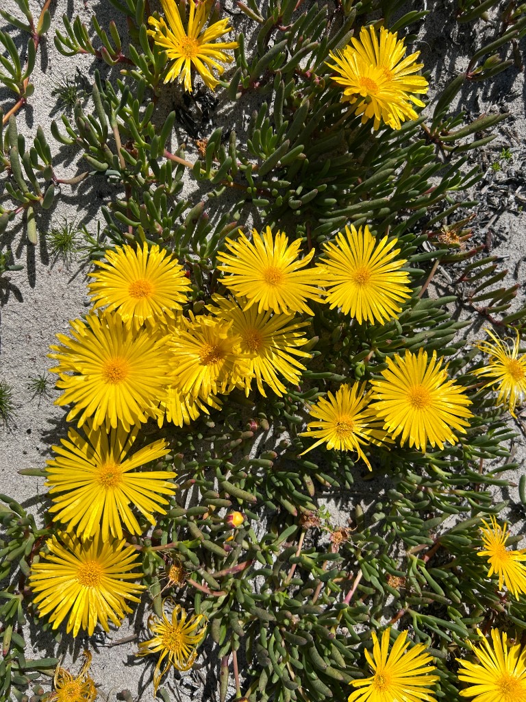 Yellow daisy-like vygies on succulent leaves in pale sand.